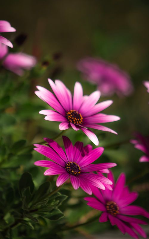 Free Stunning close-up of purple Cape Marguerite flowers against a blurred green background, showcasing nature's beauty. Stock Photo