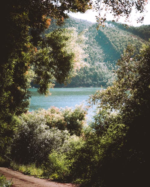 View of the Lake from the Woods