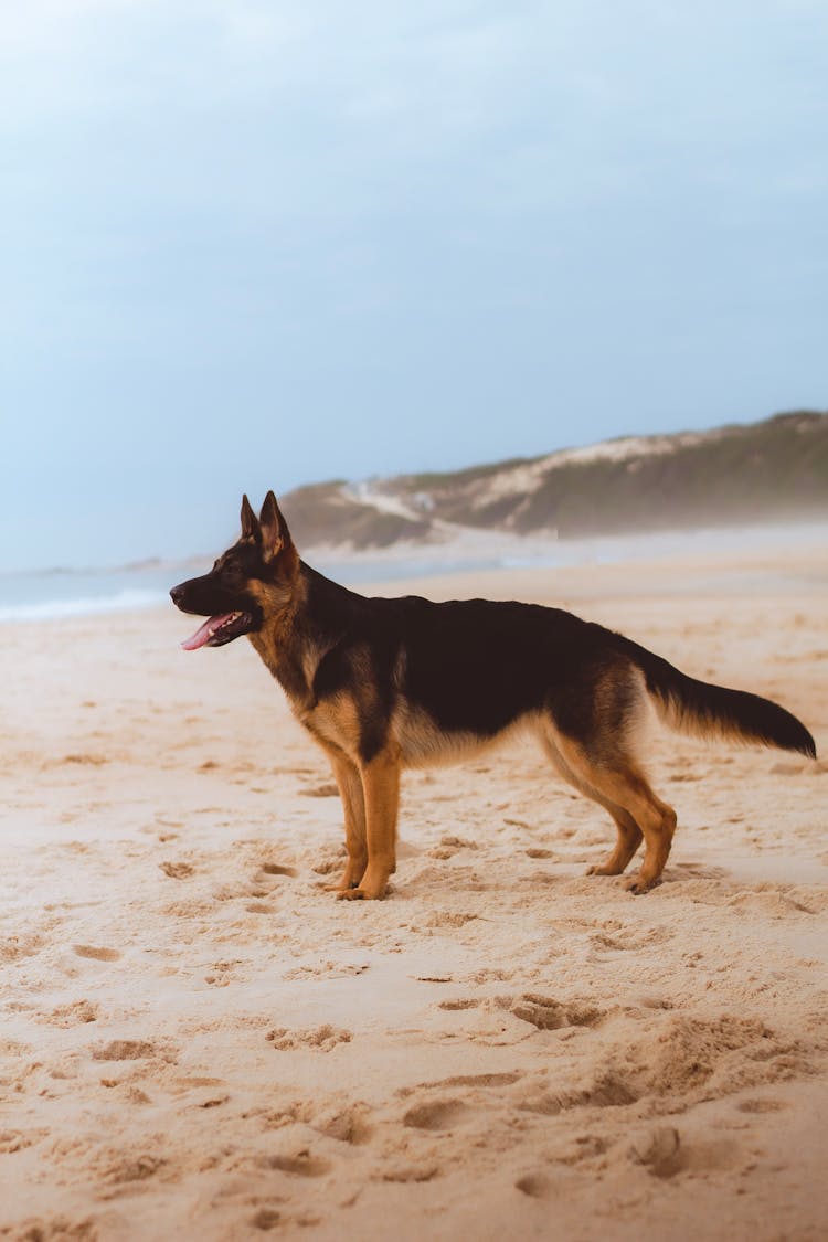 German Shepherd Dog On The Beach