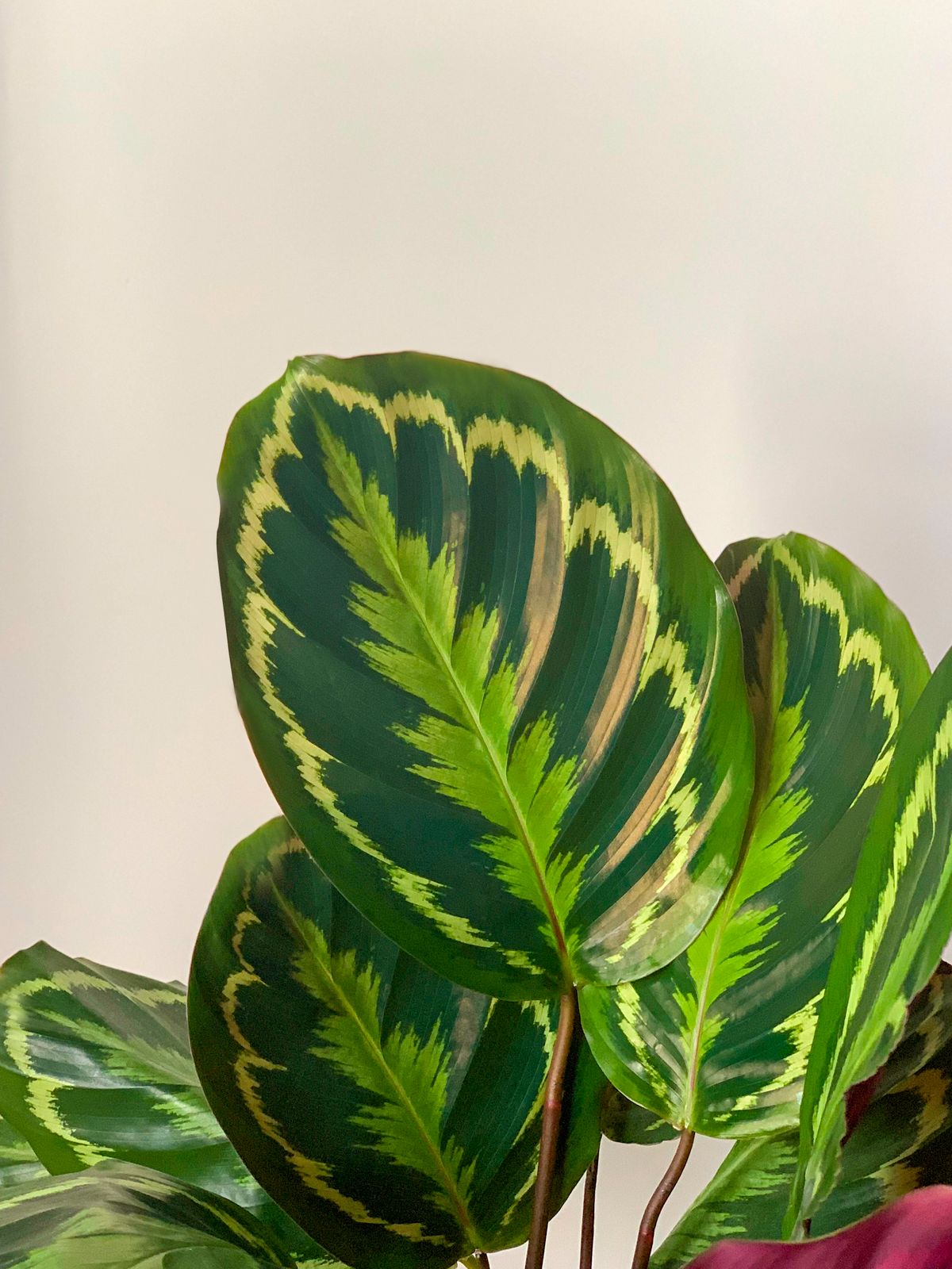 Best fertilizer for calathea — healthy calathea roseopicta with vivid patterned leaves in a terracotta pot