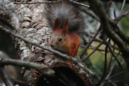 Foto d'estoc gratuïta de a l'aire lliure, adorable, animal