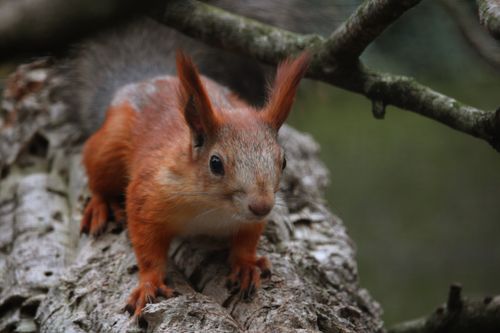 Free Close-up of an orange squirrel sitting on a tree branch, looking curiously. Stock Photo