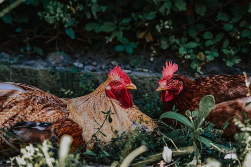 Close-up Photo of Roosters