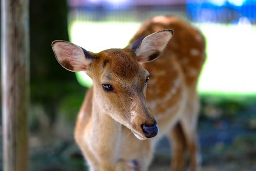 Brown and White Animal