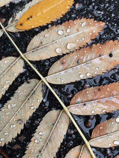 Brown  Leaves with Water Droplets