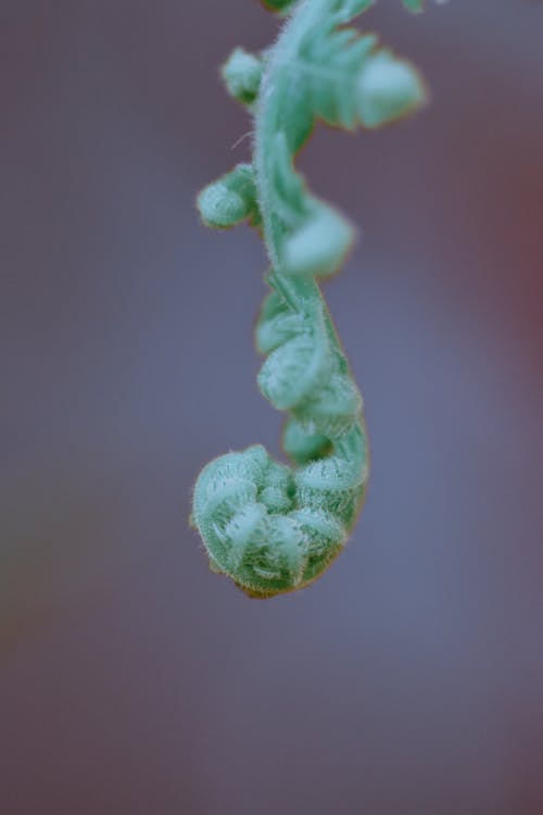 Green Leaf in Close Up Photography