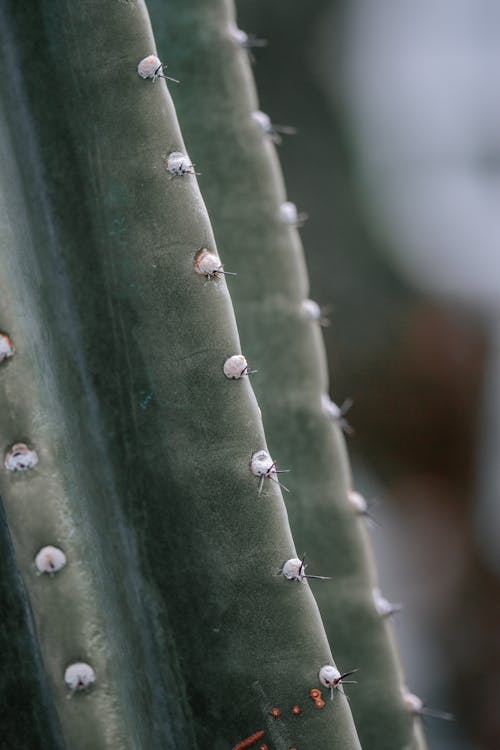 Gratuit Photos gratuites de acéré, cactus, centrale Photos