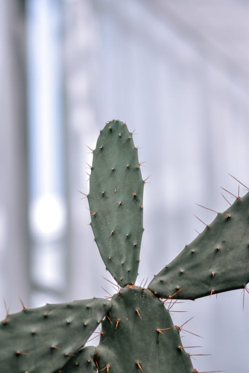 Green Cactus Plant in Close Up Photography