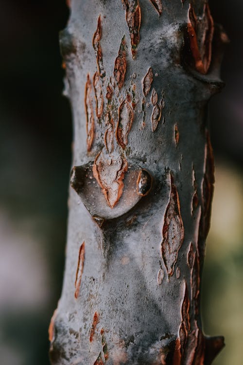 Základová fotografie zdarma na téma detail, dřevo, drsný