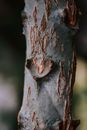 Close Up Photo of a Tree Branch