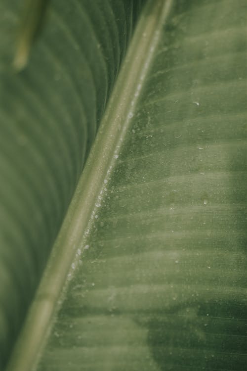 Foto profissional grátis de amplo, fechar-se, folha de bananeira