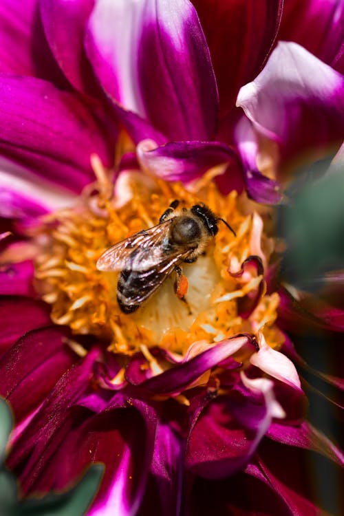 Gratis Immagine gratuita di animale, ape, ape da miele Foto a disposizione