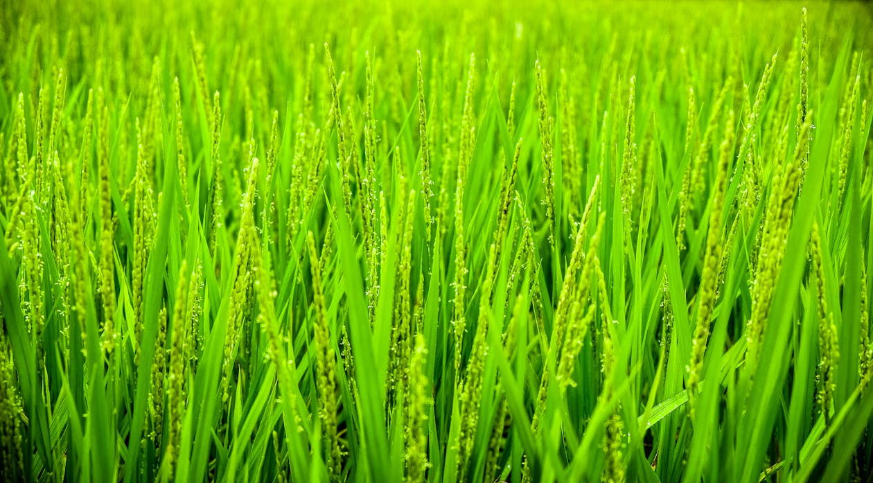 Gündüz Yeşil Buğday Tarlası