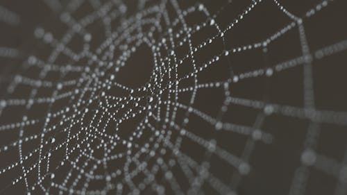 Kostenloses Stock Foto zu nahansicht, nass, spinnennetz