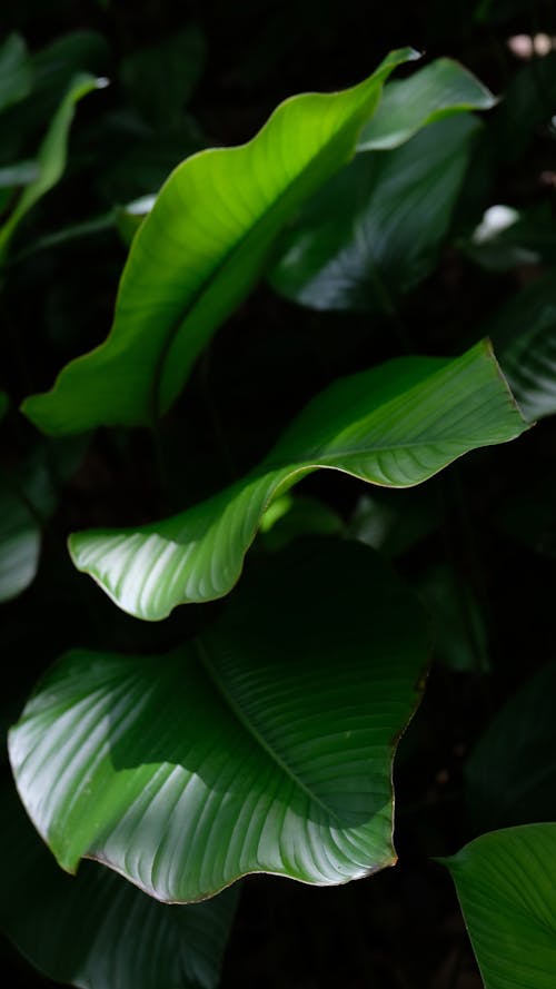 Bezpłatne Darmowe zdjęcie z galerii z liście, pionowy strzał, roślina Zdjęcie z galerii