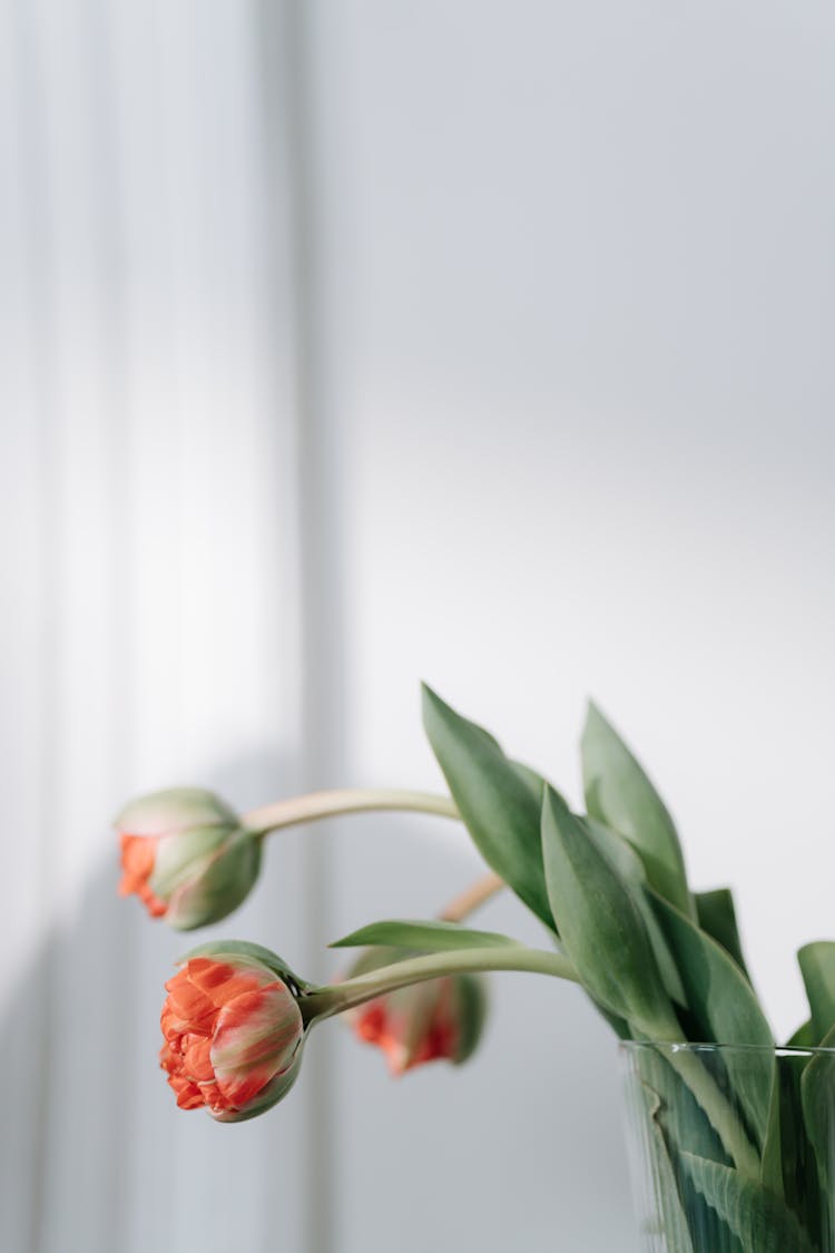 Three Orange Tulips Pending From Glass Vase 