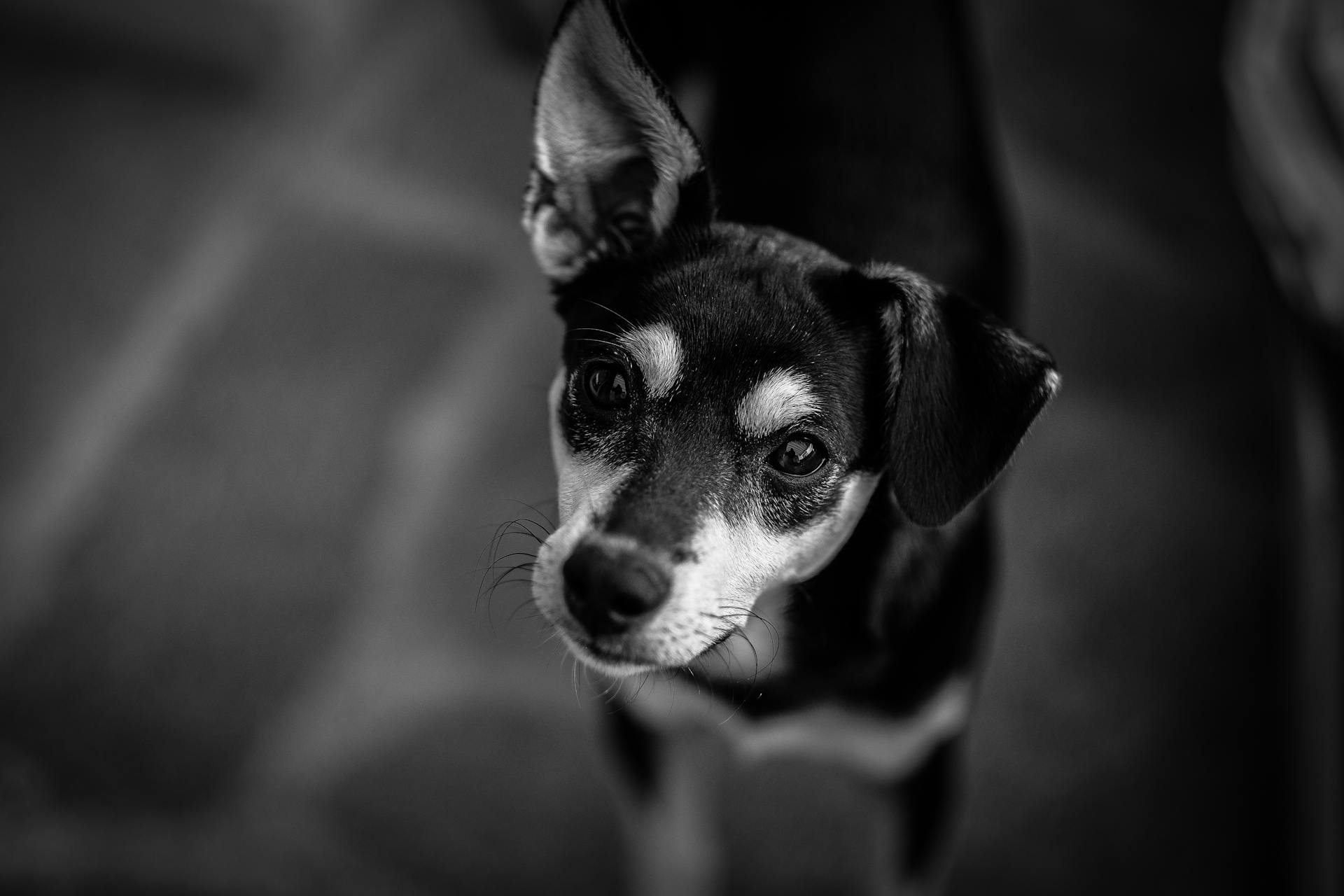 Black and White Short Coated Dog