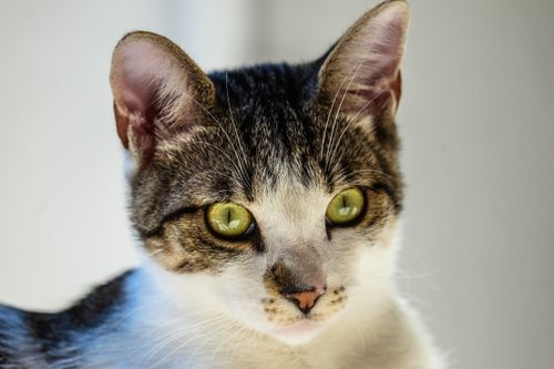 Free Close-up image capturing the intense gaze of a tabby cat with striking green eyes. Stock Photo