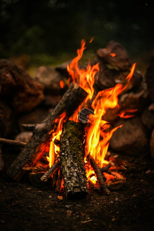무료 불, 숲, 어두운의 무료 스톡 사진