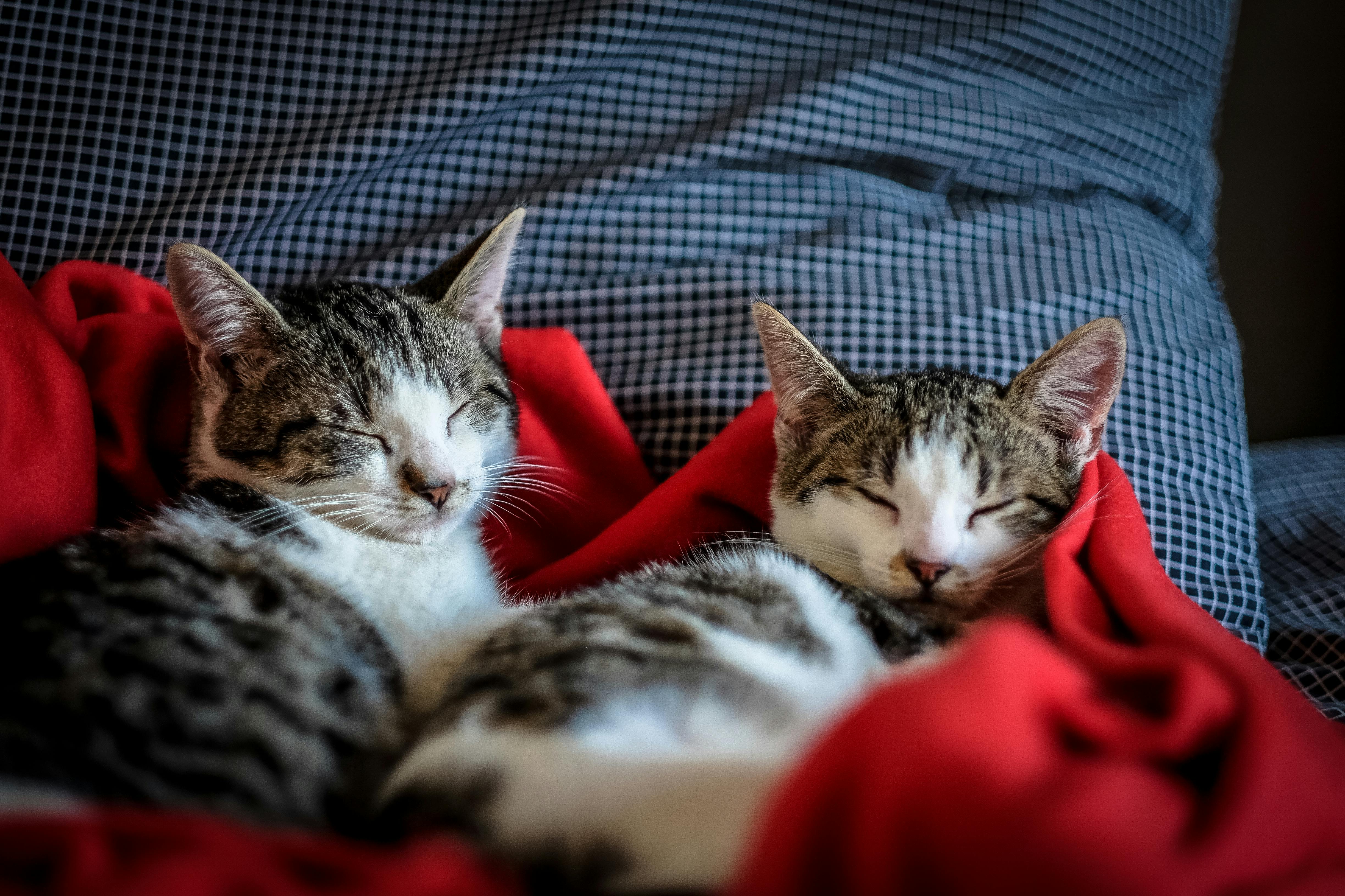 black and white tabby cats sleeping on red textile