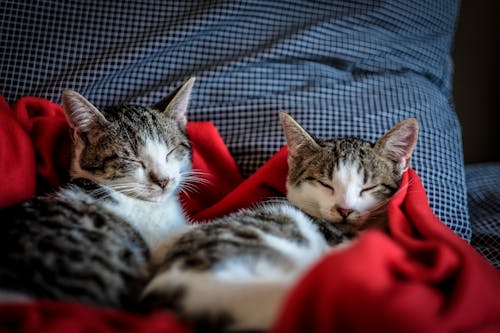 無料 赤い布で眠っている黒と白のぶち猫 写真素材
