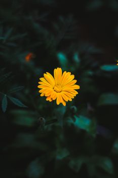 Close-up of a blooming yellow flower with rich, dark foliage in the background.