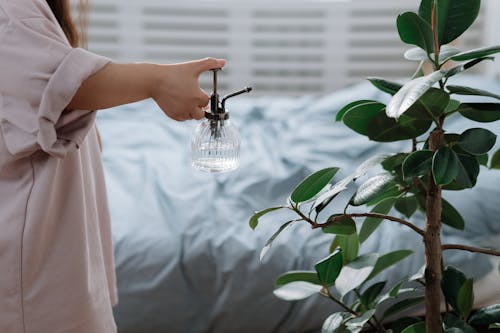 Free Person spraying plant with water Stock Photo