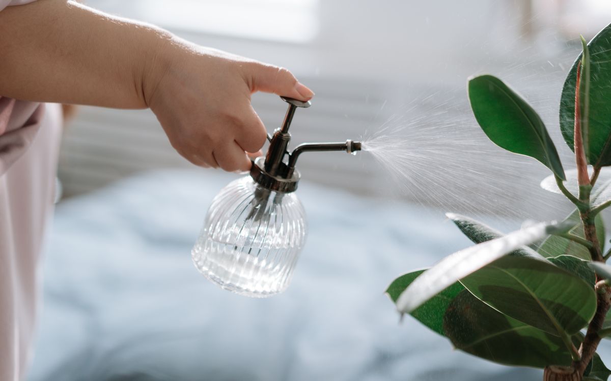 A hand mists an indoor plant with a vintage spray bottle in a cozy room.