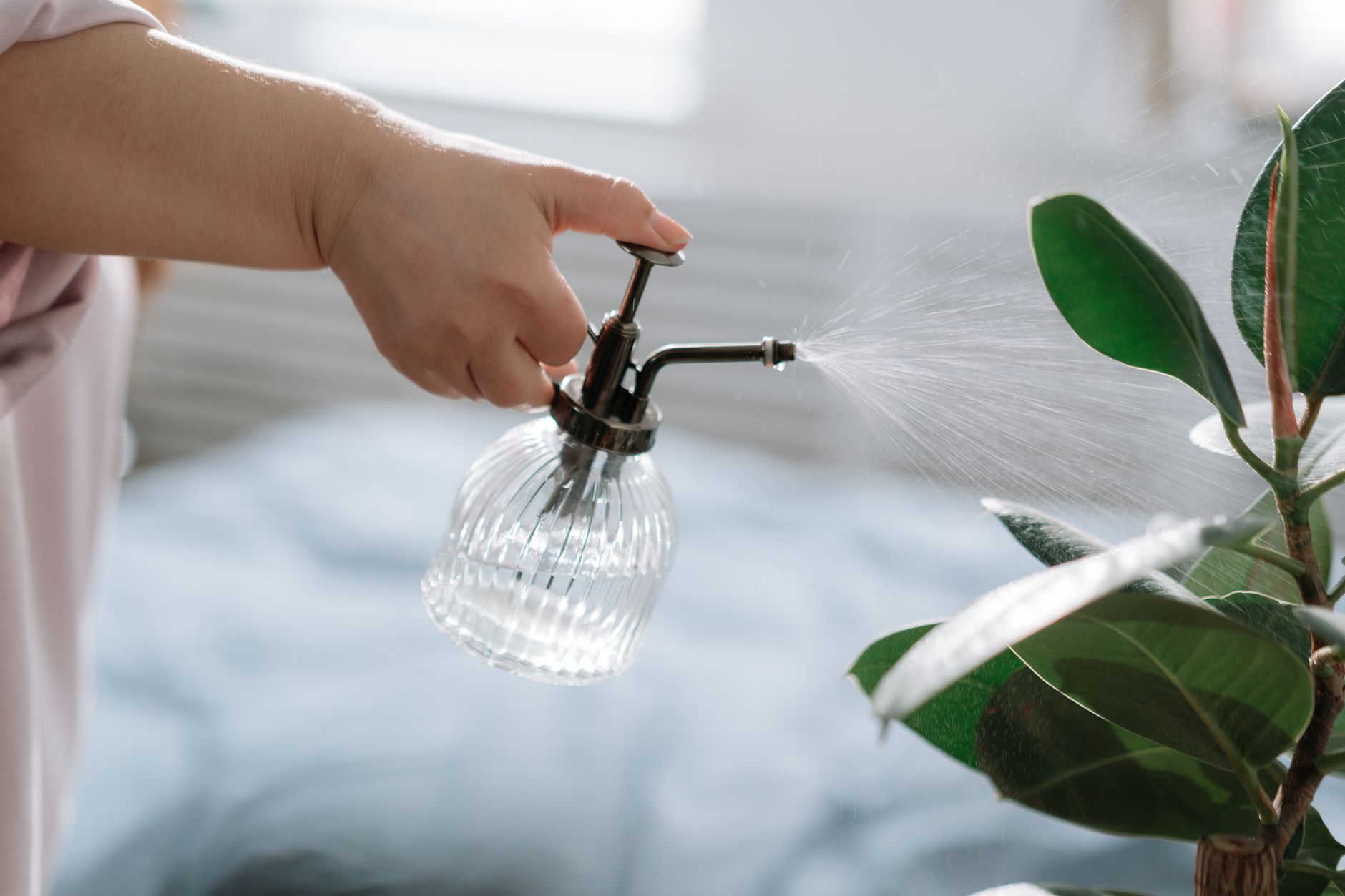 Best Humidifier for Plants 2026: Raise Humidity Without Overwatering Your Indoor