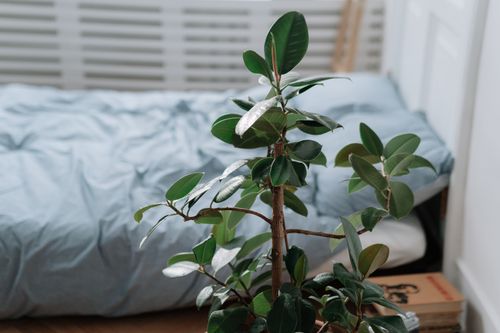 Free A serene bedroom scene featuring a lush green house plant and a blue bed. Stock Photo