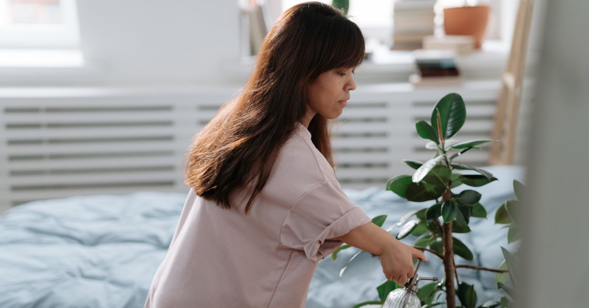 Cómo cuidar tus plantas en invierno: consejos esenciales
