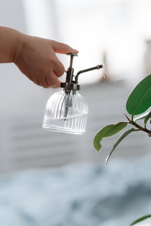 Hand spraying plant with water