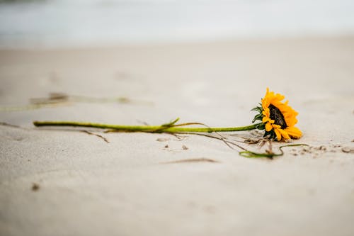 Yellow Sunflower on White Sand