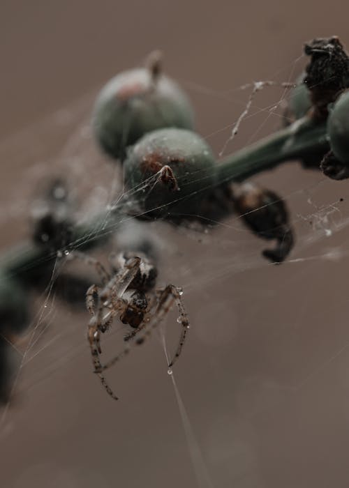 無料 クモ, クモの巣, 垂直ショットの無料の写真素材 写真素材