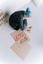 Free stock photo of achievement, activism, adult