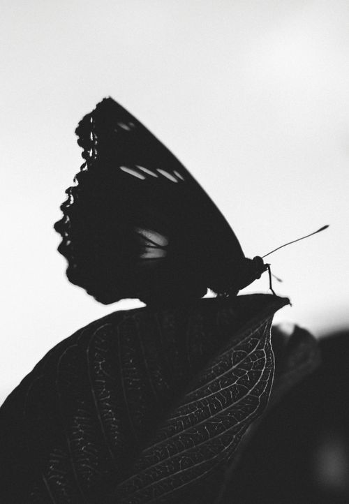 Free Black and white close-up of a butterfly silhouette resting on a leaf, showcasing intricate wing details. Stock Photo
