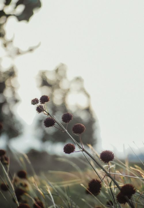 Free A tranquil close-up of wildflowers set against a bright sky in Indonesia, capturing natural beauty. Stock Photo