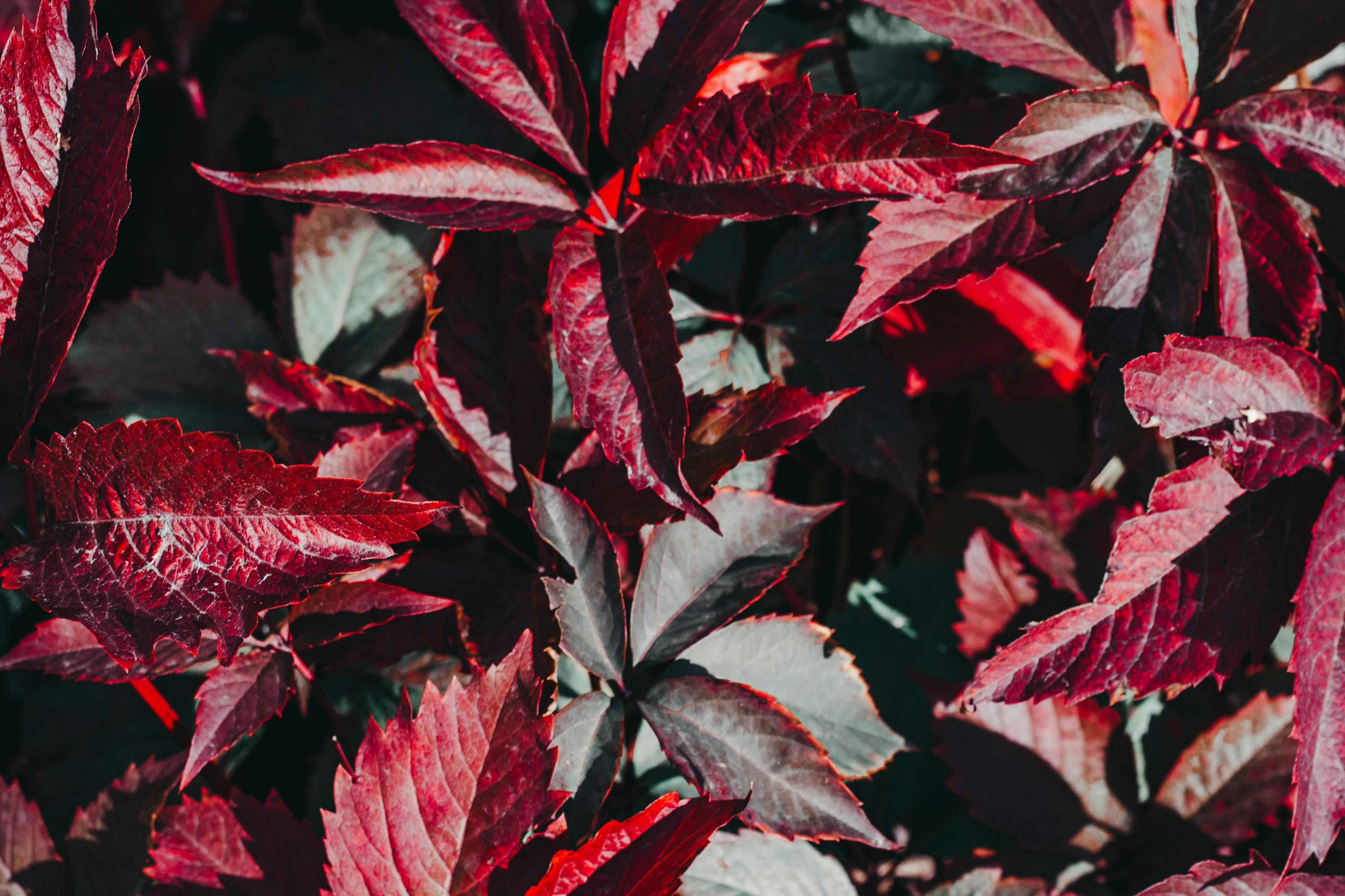 Un tramonto mozzafiato sul deserto di Dubai, l'ambientazione perfetta per un Desert Safari Dubai di lusso.