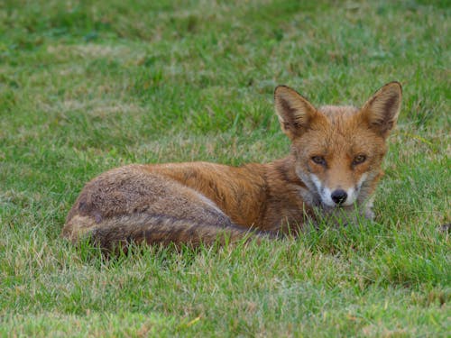 Free Photograph of a Fox on Green Grass Stock Photo