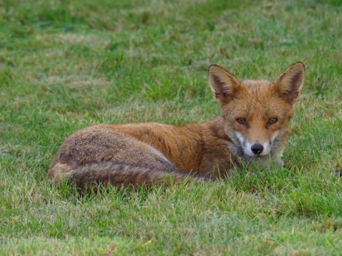 Free A red fox lies on a vibrant green grass field, showing its natural beauty and alertness. Stock Photo