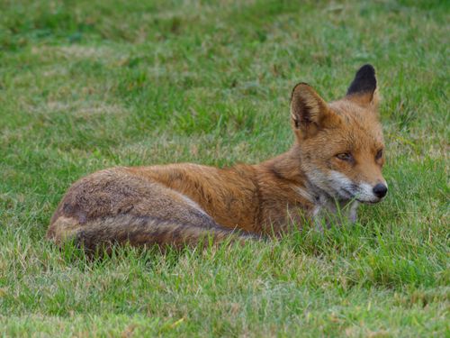 Free A tranquil red fox lying on green grass, showcasing its natural beauty. Stock Photo