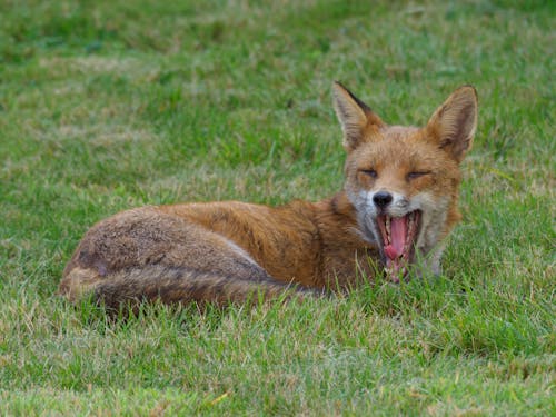 Free Photo of a Fox on the Grass Yawning Stock Photo