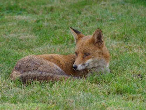 Brown Fox Lying on Green Grass