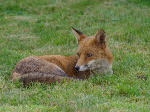 Free A serene image of a red fox lying on fresh green grass, showcasing its natural beauty in the wild. Stock Photo