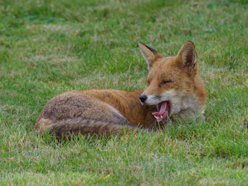 Free Photo of a Sleepy Fox on the Grass Stock Photo