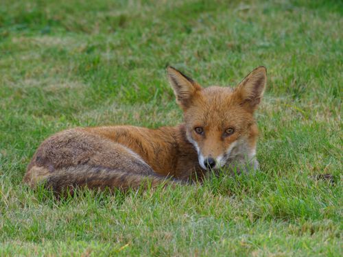 Free A serene wild red fox lies on a lush green field, displaying its natural beauty. Stock Photo