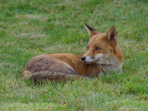 Free A peaceful red fox lying in a grassy field outdoors, captured in a serene wildlife scene. Stock Photo
