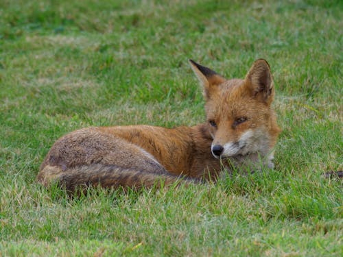 Free A Red Fox Lying on Green Grass Stock Photo
