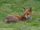 Brown Fox Lying on Green Grass Field
