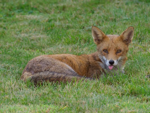 Photo of a Red Fox on the Grass